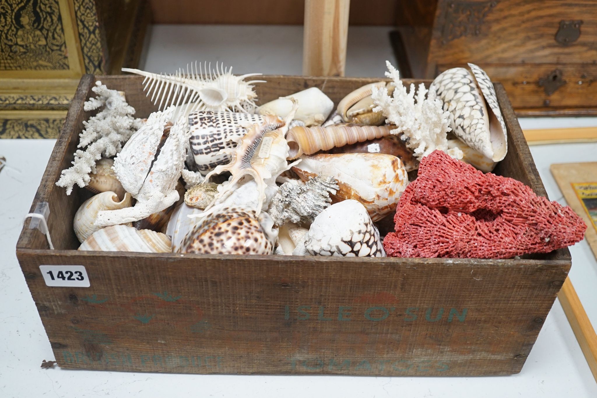 A collection of shells etc. in a box